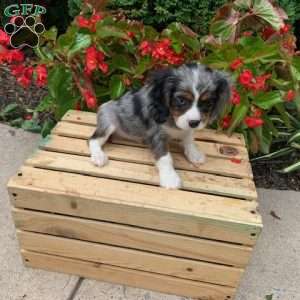 Chase, Cavalier King Charles Spaniel Puppy
